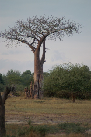 Baobab Tree