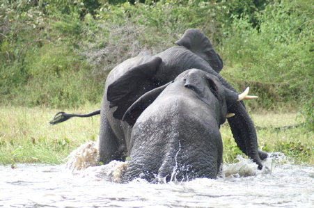 Elephants Sparing