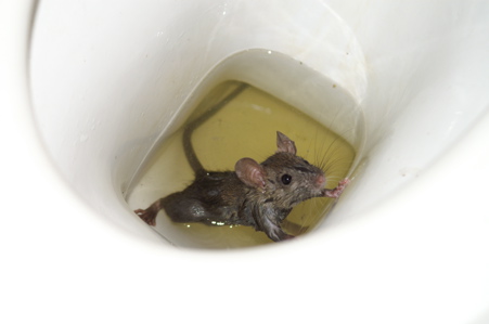 One of the Rats