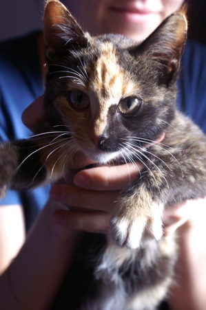 Thumba the Cat